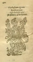 Picture 72 of 76 from Plantarum effigies /e? Leonartho Fuschio, ac quinque diuersis linguis redditae ... (1549), leaf 513