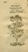 Picture 73 of 76 from Plantarum effigies /e? Leonartho Fuschio, ac quinque diuersis linguis redditae ... (1549), leaf 519
