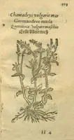 Picture 74 of 76 from Plantarum effigies /e? Leonartho Fuschio, ac quinque diuersis linguis redditae ... (1549), leaf 526