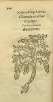 Picture 75 of 76 from Plantarum effigies /e? Leonartho Fuschio, ac quinque diuersis linguis redditae ... (1549), leaf 531
