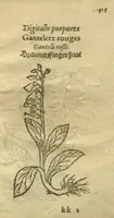 Picture 76 of 76 from Plantarum effigies /e? Leonartho Fuschio, ac quinque diuersis linguis redditae ... (1549), leaf 538