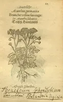 Picture 6 of 76 from Plantarum effigies /e? Leonartho Fuschio, ac quinque diuersis linguis redditae ... (1549), leaf 54