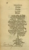 Picture 7 of 76 from Plantarum effigies /e? Leonartho Fuschio, ac quinque diuersis linguis redditae ... (1549), leaf 61
