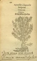 Picture 8 of 76 from Plantarum effigies /e? Leonartho Fuschio, ac quinque diuersis linguis redditae ... (1549), leaf 67