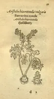 An illustration from Plantarum effigies /e? Leonartho Fuschio, ac quinque diuersis linguis redditae ... (1549)
