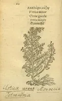 Picture 10 of 76 from Plantarum effigies /e? Leonartho Fuschio, ac quinque diuersis linguis redditae ... (1549), leaf 83
