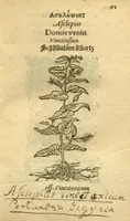Picture 12 of 76 from Plantarum effigies /e? Leonartho Fuschio, ac quinque diuersis linguis redditae ... (1549), leaf 94