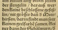 An illustration from Kreu?ter Buch, darin Underscheid, Wu?rckung und Namen der Kreu?ter so in Deutschen Landen wachsen ?auch der selbigen eigentlicher und wolgegru?ndter gebrauch inn der Artznei fleissig dargeben, Leibs Gesundheit zu behalten und zu fu?rderen seer nutzlich und tro?stlich, vorab dem gemeinen einfaltigen man /durch H. Hieronymum Bock aus langwiriger und gewisser erfarung beschriben und jetzund von newem fleissig u?bersehen, gebessert und gemehret, dazu mit hu?pschen artigen Figuren allenthalben gezieret. (1546)