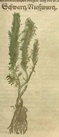 An illustration from Kreu?ter Buch, darin Underscheid, Wu?rckung und Namen der Kreu?ter so in Deutschen Landen wachsen ?auch der selbigen eigentlicher und wolgegru?ndter gebrauch inn der Artznei fleissig dargeben, Leibs Gesundheit zu behalten und zu fu?rderen seer nutzlich und tro?stlich, vorab dem gemeinen einfaltigen man /durch H. Hieronymum Bock aus langwiriger und gewisser erfarung beschriben und jetzund von newem fleissig u?bersehen, gebessert und gemehret, dazu mit hu?pschen artigen Figuren allenthalben gezieret. (1546)