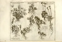 Picture 2 of 66 from Museo di piante rare della Sicilia, Malta, Corsica, Italia, Piemonte, e Germania ... ?con l'Appendix ad libros de plantis Andreae Caesalpini, e varie osservazioni curiose con sue figure in rame /di don Paolo Boccone ... (1697), leaf 207