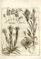 Picture 3 of 66 from Museo di piante rare della Sicilia, Malta, Corsica, Italia, Piemonte, e Germania ... ?con l'Appendix ad libros de plantis Andreae Caesalpini, e varie osservazioni curiose con sue figure in rame /di don Paolo Boccone ... (1697), leaf 208
