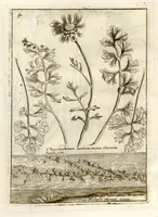 An illustration from Museo di piante rare della Sicilia, Malta, Corsica, Italia, Piemonte, e Germania ... ?con l'Appendix ad libros de plantis Andreae Caesalpini, e varie osservazioni curiose con sue figure in rame /di don Paolo Boccone ... (1697)