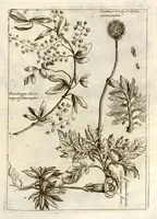 Picture 5 of 66 from Museo di piante rare della Sicilia, Malta, Corsica, Italia, Piemonte, e Germania ... ?con l'Appendix ad libros de plantis Andreae Caesalpini, e varie osservazioni curiose con sue figure in rame /di don Paolo Boccone ... (1697), leaf 212