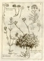 Picture 6 of 66 from Museo di piante rare della Sicilia, Malta, Corsica, Italia, Piemonte, e Germania ... ?con l'Appendix ad libros de plantis Andreae Caesalpini, e varie osservazioni curiose con sue figure in rame /di don Paolo Boccone ... (1697), leaf 214