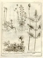 Picture 7 of 66 from Museo di piante rare della Sicilia, Malta, Corsica, Italia, Piemonte, e Germania ... ?con l'Appendix ad libros de plantis Andreae Caesalpini, e varie osservazioni curiose con sue figure in rame /di don Paolo Boccone ... (1697), leaf 215