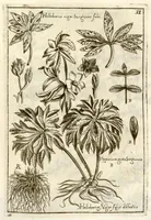 Picture 8 of 66 from Museo di piante rare della Sicilia, Malta, Corsica, Italia, Piemonte, e Germania ... ?con l'Appendix ad libros de plantis Andreae Caesalpini, e varie osservazioni curiose con sue figure in rame /di don Paolo Boccone ... (1697), leaf 217