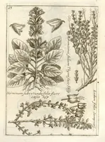 Picture 9 of 66 from Museo di piante rare della Sicilia, Malta, Corsica, Italia, Piemonte, e Germania ... ?con l'Appendix ad libros de plantis Andreae Caesalpini, e varie osservazioni curiose con sue figure in rame /di don Paolo Boccone ... (1697), leaf 219