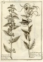 Picture 10 of 66 from Museo di piante rare della Sicilia, Malta, Corsica, Italia, Piemonte, e Germania ... ?con l'Appendix ad libros de plantis Andreae Caesalpini, e varie osservazioni curiose con sue figure in rame /di don Paolo Boccone ... (1697), leaf 222