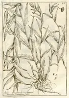 An illustration from Museo di piante rare della Sicilia, Malta, Corsica, Italia, Piemonte, e Germania ... ?con l'Appendix ad libros de plantis Andreae Caesalpini, e varie osservazioni curiose con sue figure in rame /di don Paolo Boccone ... (1697)