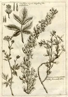 Picture 12 of 66 from Museo di piante rare della Sicilia, Malta, Corsica, Italia, Piemonte, e Germania ... ?con l'Appendix ad libros de plantis Andreae Caesalpini, e varie osservazioni curiose con sue figure in rame /di don Paolo Boccone ... (1697), leaf 225