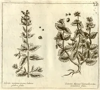 Picture 13 of 66 from Museo di piante rare della Sicilia, Malta, Corsica, Italia, Piemonte, e Germania ... ?con l'Appendix ad libros de plantis Andreae Caesalpini, e varie osservazioni curiose con sue figure in rame /di don Paolo Boccone ... (1697), leaf 227