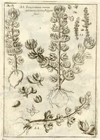 Picture 14 of 66 from Museo di piante rare della Sicilia, Malta, Corsica, Italia, Piemonte, e Germania ... ?con l'Appendix ad libros de plantis Andreae Caesalpini, e varie osservazioni curiose con sue figure in rame /di don Paolo Boccone ... (1697), leaf 228