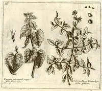 Picture 15 of 66 from Museo di piante rare della Sicilia, Malta, Corsica, Italia, Piemonte, e Germania ... ?con l'Appendix ad libros de plantis Andreae Caesalpini, e varie osservazioni curiose con sue figure in rame /di don Paolo Boccone ... (1697), leaf 229