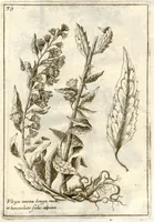 Picture 16 of 66 from Museo di piante rare della Sicilia, Malta, Corsica, Italia, Piemonte, e Germania ... ?con l'Appendix ad libros de plantis Andreae Caesalpini, e varie osservazioni curiose con sue figure in rame /di don Paolo Boccone ... (1697), leaf 236