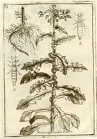 An illustration from Museo di piante rare della Sicilia, Malta, Corsica, Italia, Piemonte, e Germania ... ?con l'Appendix ad libros de plantis Andreae Caesalpini, e varie osservazioni curiose con sue figure in rame /di don Paolo Boccone ... (1697)