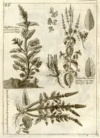 Picture 18 of 66 from Museo di piante rare della Sicilia, Malta, Corsica, Italia, Piemonte, e Germania ... ?con l'Appendix ad libros de plantis Andreae Caesalpini, e varie osservazioni curiose con sue figure in rame /di don Paolo Boccone ... (1697), leaf 242