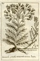 Picture 19 of 66 from Museo di piante rare della Sicilia, Malta, Corsica, Italia, Piemonte, e Germania ... ?con l'Appendix ad libros de plantis Andreae Caesalpini, e varie osservazioni curiose con sue figure in rame /di don Paolo Boccone ... (1697), leaf 243