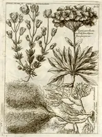 Picture 21 of 66 from Museo di piante rare della Sicilia, Malta, Corsica, Italia, Piemonte, e Germania ... ?con l'Appendix ad libros de plantis Andreae Caesalpini, e varie osservazioni curiose con sue figure in rame /di don Paolo Boccone ... (1697), leaf 248