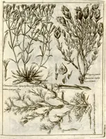 Picture 22 of 66 from Museo di piante rare della Sicilia, Malta, Corsica, Italia, Piemonte, e Germania ... ?con l'Appendix ad libros de plantis Andreae Caesalpini, e varie osservazioni curiose con sue figure in rame /di don Paolo Boccone ... (1697), leaf 249
