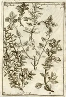 An illustration from Museo di piante rare della Sicilia, Malta, Corsica, Italia, Piemonte, e Germania ... ?con l'Appendix ad libros de plantis Andreae Caesalpini, e varie osservazioni curiose con sue figure in rame /di don Paolo Boccone ... (1697)