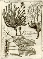 An illustration from Museo di piante rare della Sicilia, Malta, Corsica, Italia, Piemonte, e Germania ... ?con l'Appendix ad libros de plantis Andreae Caesalpini, e varie osservazioni curiose con sue figure in rame /di don Paolo Boccone ... (1697)