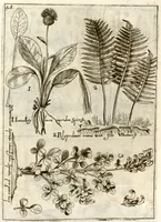 Picture 25 of 66 from Museo di piante rare della Sicilia, Malta, Corsica, Italia, Piemonte, e Germania ... ?con l'Appendix ad libros de plantis Andreae Caesalpini, e varie osservazioni curiose con sue figure in rame /di don Paolo Boccone ... (1697), leaf 254