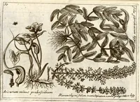 Picture 26 of 66 from Museo di piante rare della Sicilia, Malta, Corsica, Italia, Piemonte, e Germania ... ?con l'Appendix ad libros de plantis Andreae Caesalpini, e varie osservazioni curiose con sue figure in rame /di don Paolo Boccone ... (1697), leaf 256