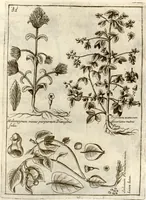 An illustration from Museo di piante rare della Sicilia, Malta, Corsica, Italia, Piemonte, e Germania ... ?con l'Appendix ad libros de plantis Andreae Caesalpini, e varie osservazioni curiose con sue figure in rame /di don Paolo Boccone ... (1697)