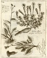 Picture 29 of 66 from Museo di piante rare della Sicilia, Malta, Corsica, Italia, Piemonte, e Germania ... ?con l'Appendix ad libros de plantis Andreae Caesalpini, e varie osservazioni curiose con sue figure in rame /di don Paolo Boccone ... (1697), leaf 260