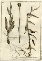 An illustration from Museo di piante rare della Sicilia, Malta, Corsica, Italia, Piemonte, e Germania ... ?con l'Appendix ad libros de plantis Andreae Caesalpini, e varie osservazioni curiose con sue figure in rame /di don Paolo Boccone ... (1697)