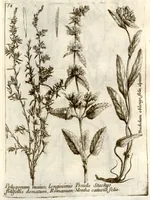 Picture 31 of 66 from Museo di piante rare della Sicilia, Malta, Corsica, Italia, Piemonte, e Germania ... ?con l'Appendix ad libros de plantis Andreae Caesalpini, e varie osservazioni curiose con sue figure in rame /di don Paolo Boccone ... (1697), leaf 264