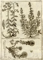 Picture 32 of 66 from Museo di piante rare della Sicilia, Malta, Corsica, Italia, Piemonte, e Germania ... ?con l'Appendix ad libros de plantis Andreae Caesalpini, e varie osservazioni curiose con sue figure in rame /di don Paolo Boccone ... (1697), leaf 267