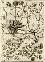 An illustration from Museo di piante rare della Sicilia, Malta, Corsica, Italia, Piemonte, e Germania ... ?con l'Appendix ad libros de plantis Andreae Caesalpini, e varie osservazioni curiose con sue figure in rame /di don Paolo Boccone ... (1697)