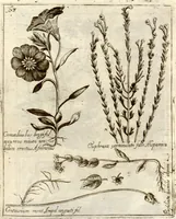 Picture 34 of 66 from Museo di piante rare della Sicilia, Malta, Corsica, Italia, Piemonte, e Germania ... ?con l'Appendix ad libros de plantis Andreae Caesalpini, e varie osservazioni curiose con sue figure in rame /di don Paolo Boccone ... (1697), leaf 269