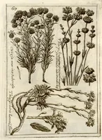 Picture 35 of 66 from Museo di piante rare della Sicilia, Malta, Corsica, Italia, Piemonte, e Germania ... ?con l'Appendix ad libros de plantis Andreae Caesalpini, e varie osservazioni curiose con sue figure in rame /di don Paolo Boccone ... (1697), leaf 273