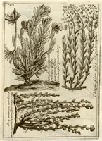 An illustration from Museo di piante rare della Sicilia, Malta, Corsica, Italia, Piemonte, e Germania ... ?con l'Appendix ad libros de plantis Andreae Caesalpini, e varie osservazioni curiose con sue figure in rame /di don Paolo Boccone ... (1697)