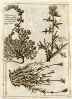 Picture 37 of 66 from Museo di piante rare della Sicilia, Malta, Corsica, Italia, Piemonte, e Germania ... ?con l'Appendix ad libros de plantis Andreae Caesalpini, e varie osservazioni curiose con sue figure in rame /di don Paolo Boccone ... (1697), leaf 277