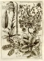 Picture 38 of 66 from Museo di piante rare della Sicilia, Malta, Corsica, Italia, Piemonte, e Germania ... ?con l'Appendix ad libros de plantis Andreae Caesalpini, e varie osservazioni curiose con sue figure in rame /di don Paolo Boccone ... (1697), leaf 278