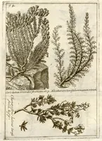 An illustration from Museo di piante rare della Sicilia, Malta, Corsica, Italia, Piemonte, e Germania ... ?con l'Appendix ad libros de plantis Andreae Caesalpini, e varie osservazioni curiose con sue figure in rame /di don Paolo Boccone ... (1697)