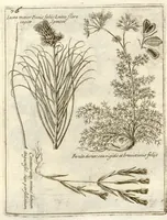Picture 40 of 66 from Museo di piante rare della Sicilia, Malta, Corsica, Italia, Piemonte, e Germania ... ?con l'Appendix ad libros de plantis Andreae Caesalpini, e varie osservazioni curiose con sue figure in rame /di don Paolo Boccone ... (1697), leaf 282